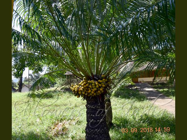 Spherical Sago